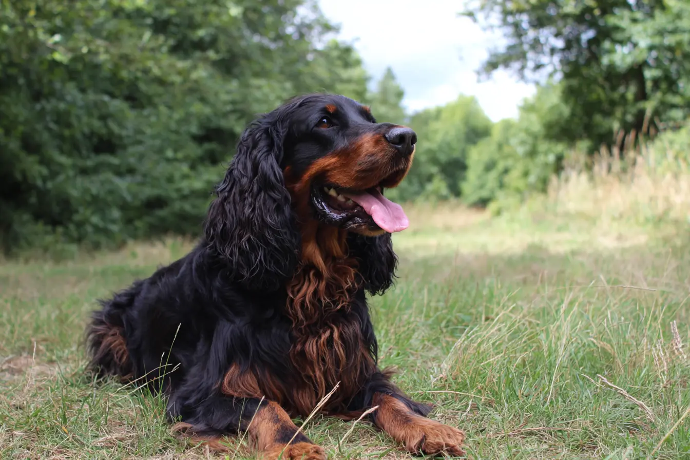 The Gordon Setter: A Noble and Loyal Companion