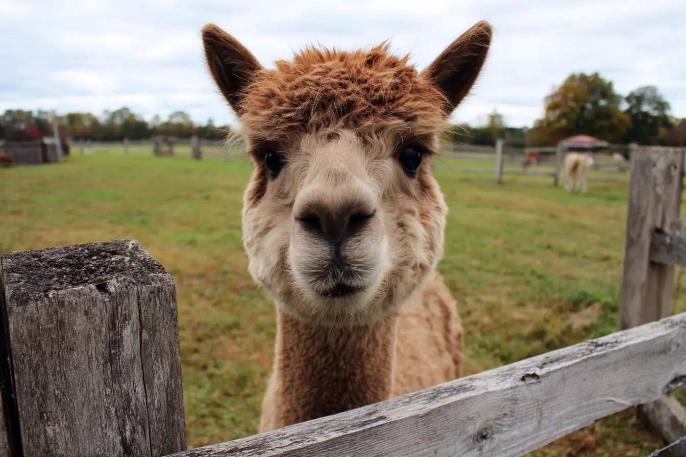 A Complete Guide to Shearing Alpacas