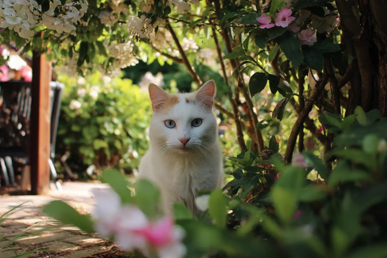 The Turkish Van cat: a rare swimmer with a striking look