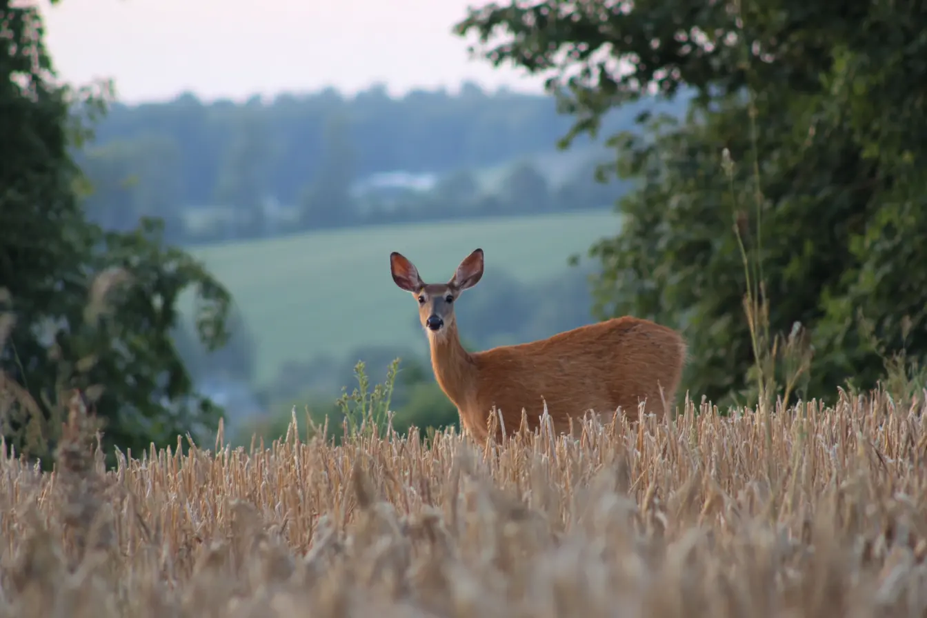Monetising Wild Deer: Opportunities for Farmers and Landowners Monetising Wild Deer: Opportunities for Farmers and Landowners
