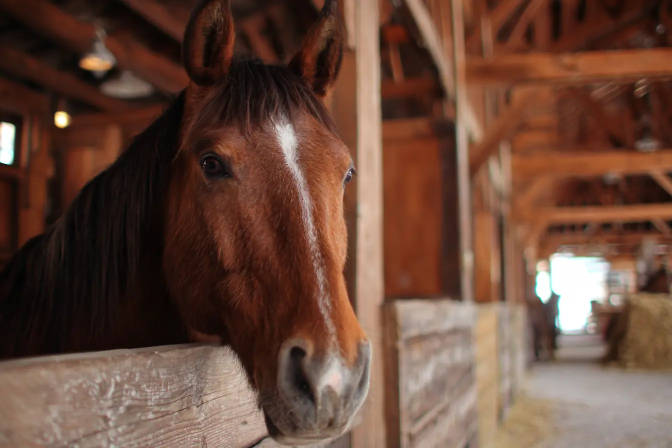 Do Horses Really Need Shoes?