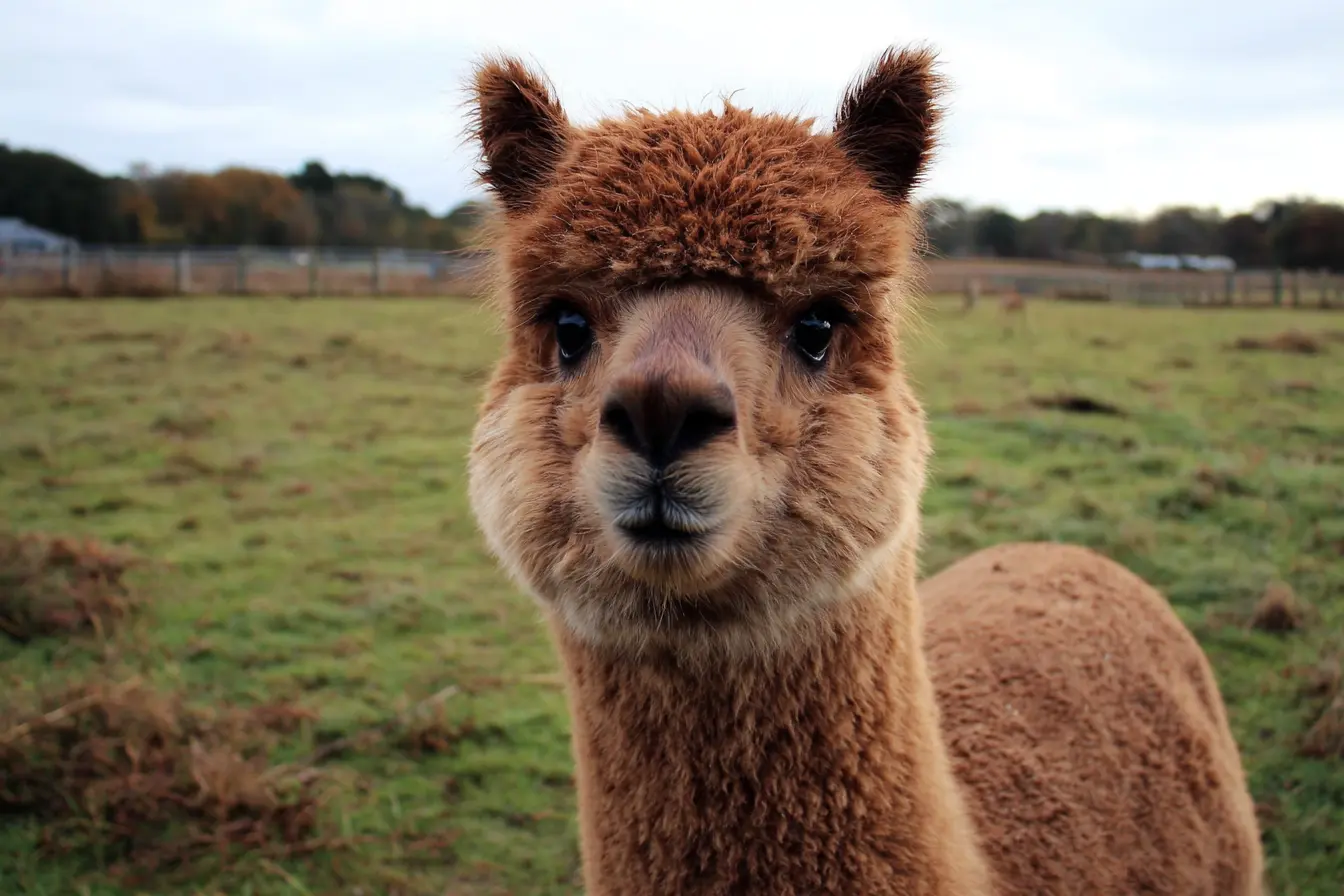 How to Keep Your Alpacas' Eyes Healthy: A Practical Guide for Owners