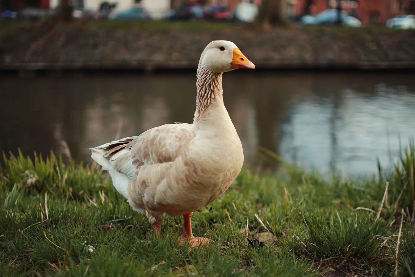 How Often Do Geese Lay Eggs?