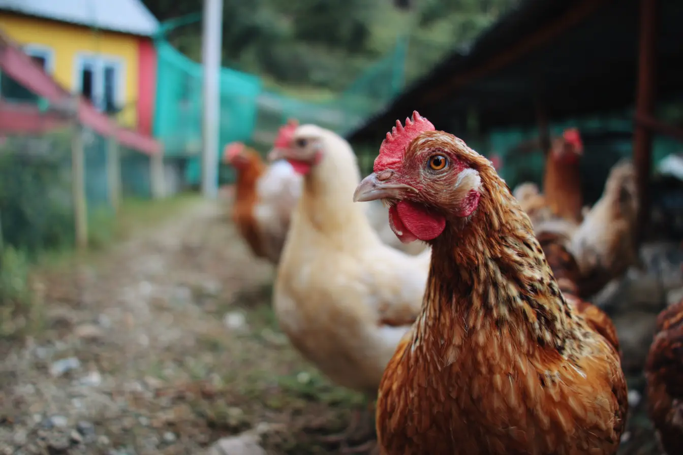 Infectious Laryngotracheitis in Chickens