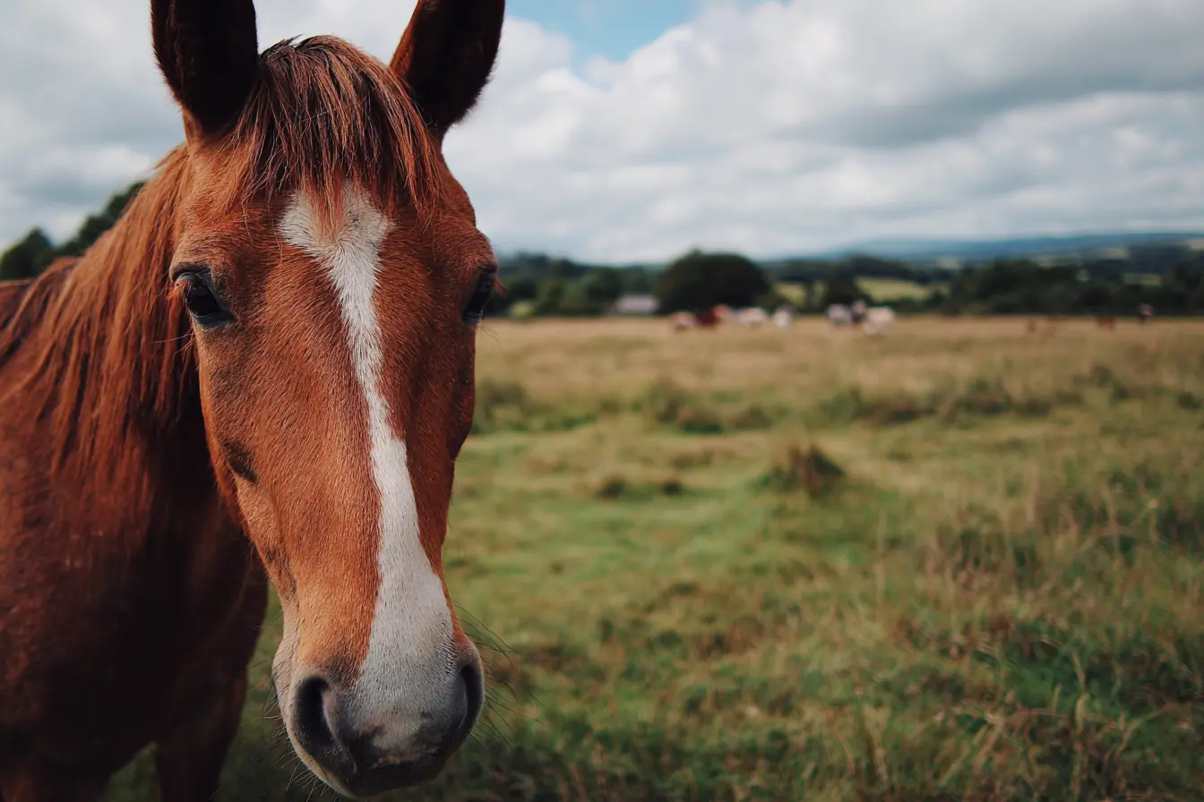 Placentitis in Horses: Causes, Signs, Treatment, and Prevention