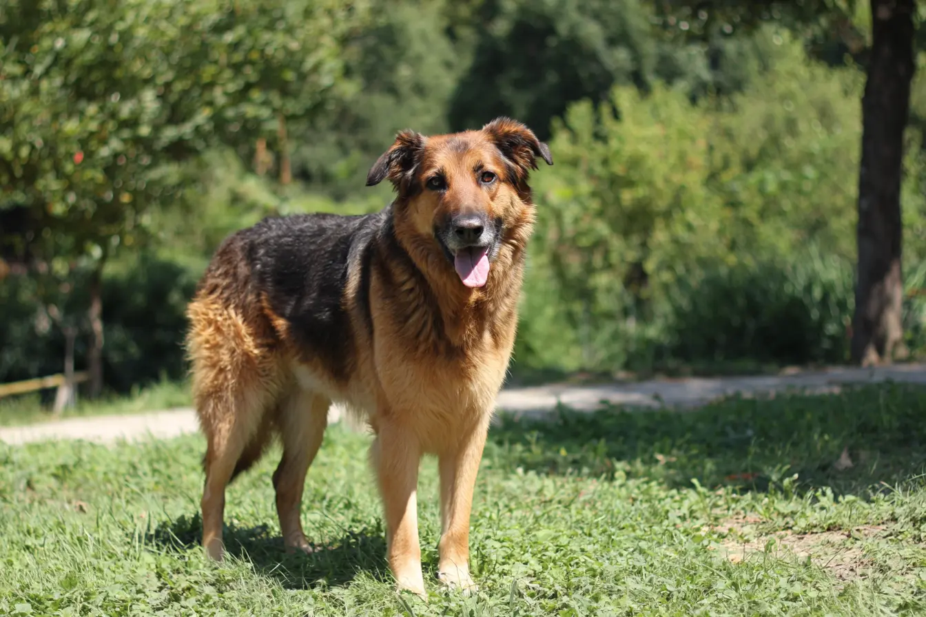 Why Is My Dog’s Poo White?