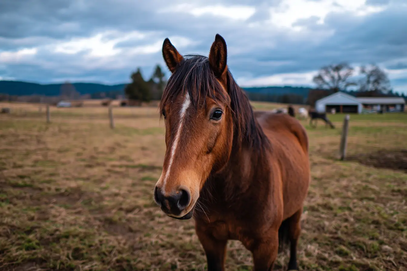 Muscle Wastage in Horses: Causes, Symptoms, Diagnosis, Treatment, and Prevention