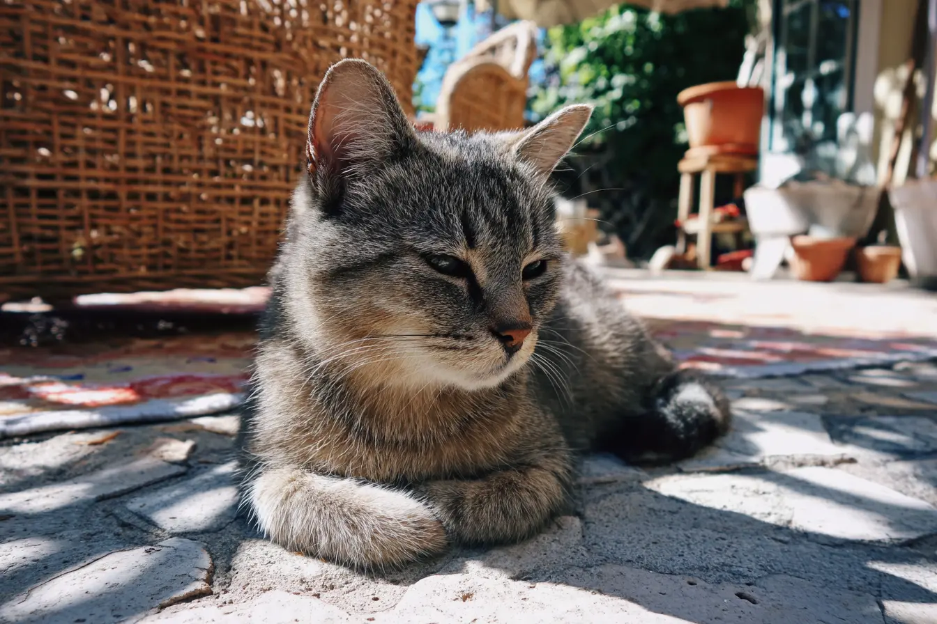 Travelling to Europe With Your Cat: Understanding Animal Health Certificates