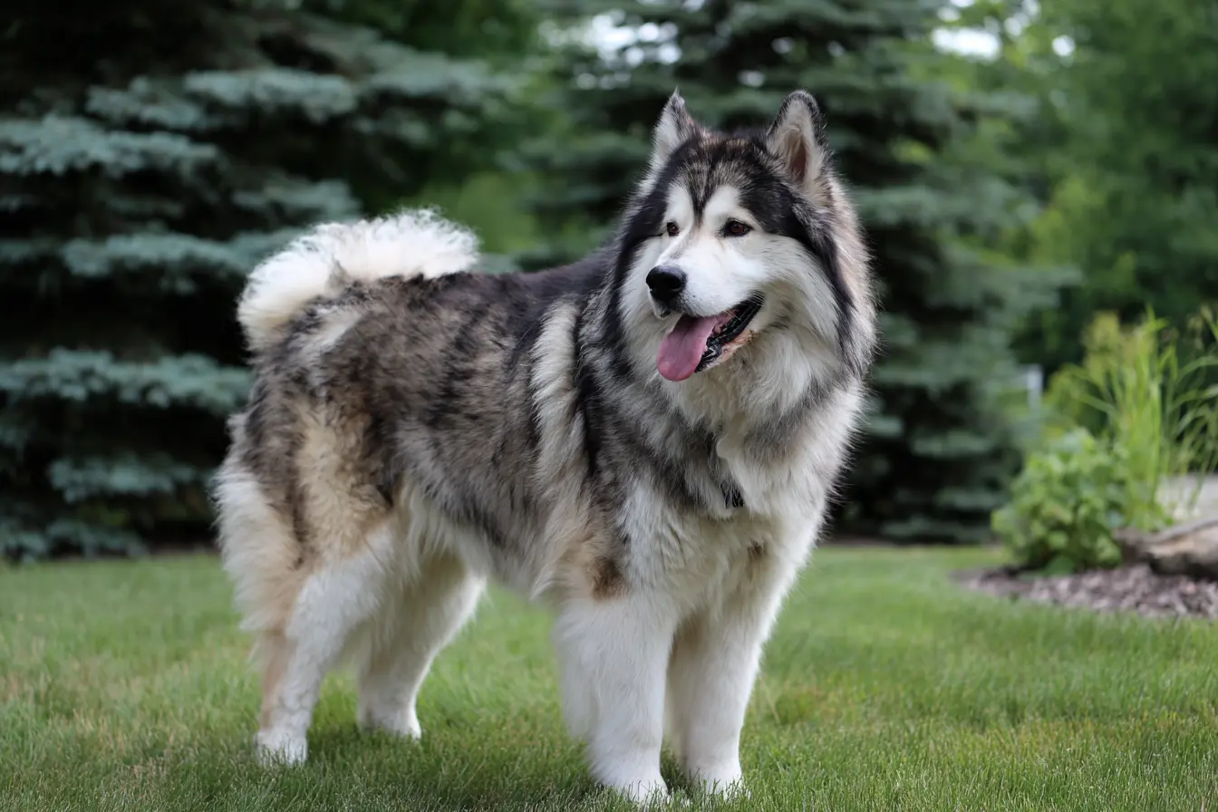 The Alaskan Malamute: The Majestic Powerhouse of the North