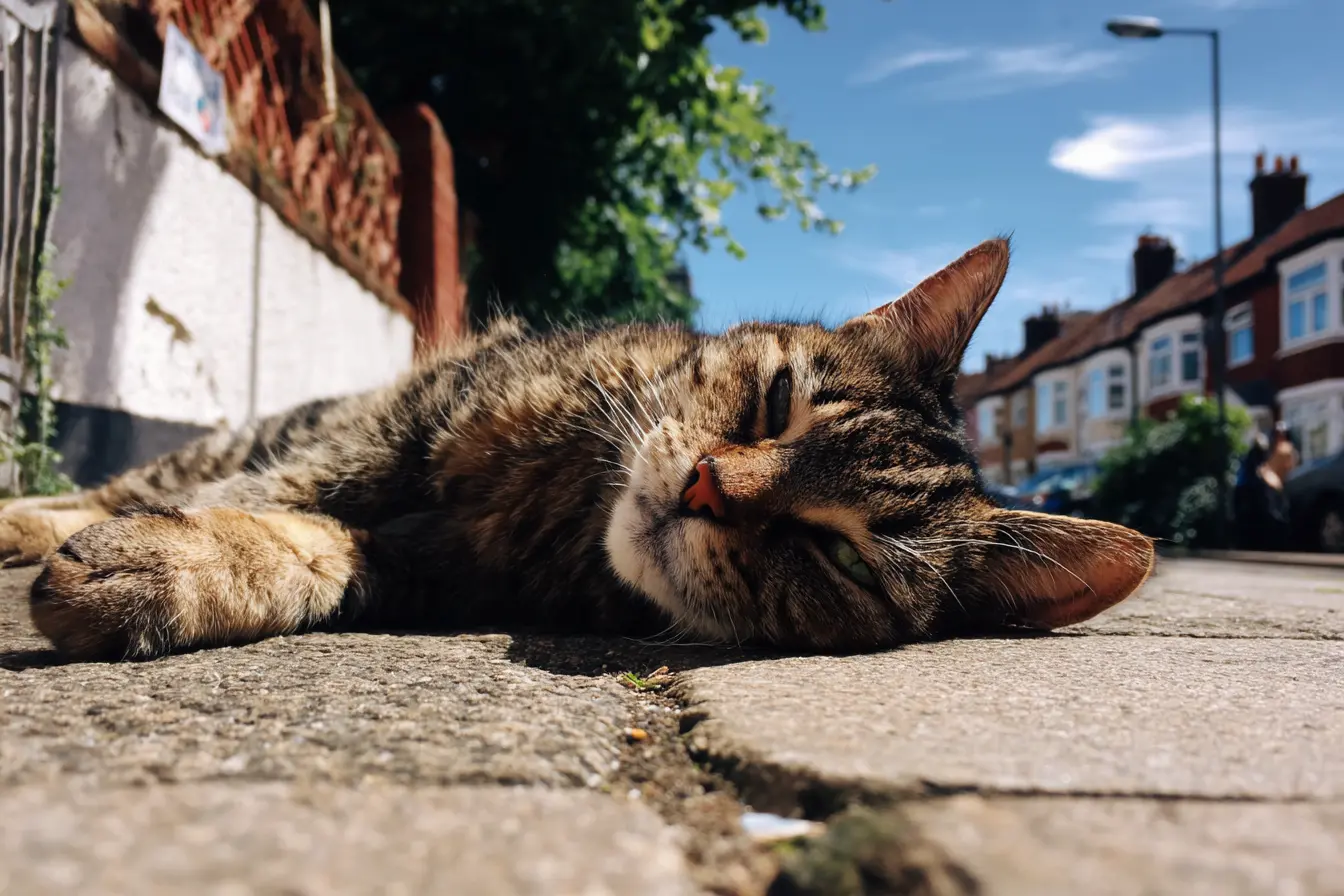 Heatstroke in Cats: Causes, Symptoms, Treatment, and Prevention