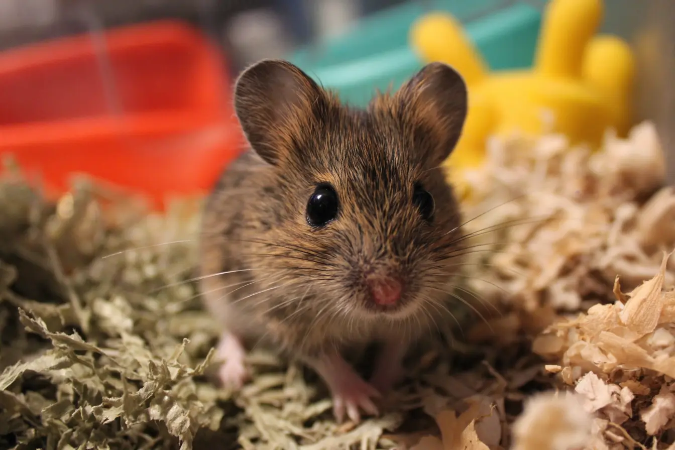 A Complete Guide to Keeping Mice