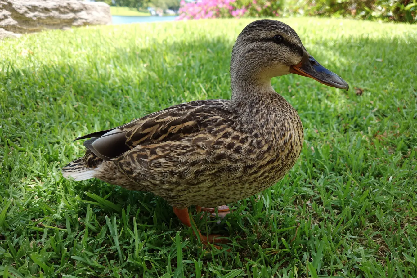 What Vegetables Can Ducks Eat?