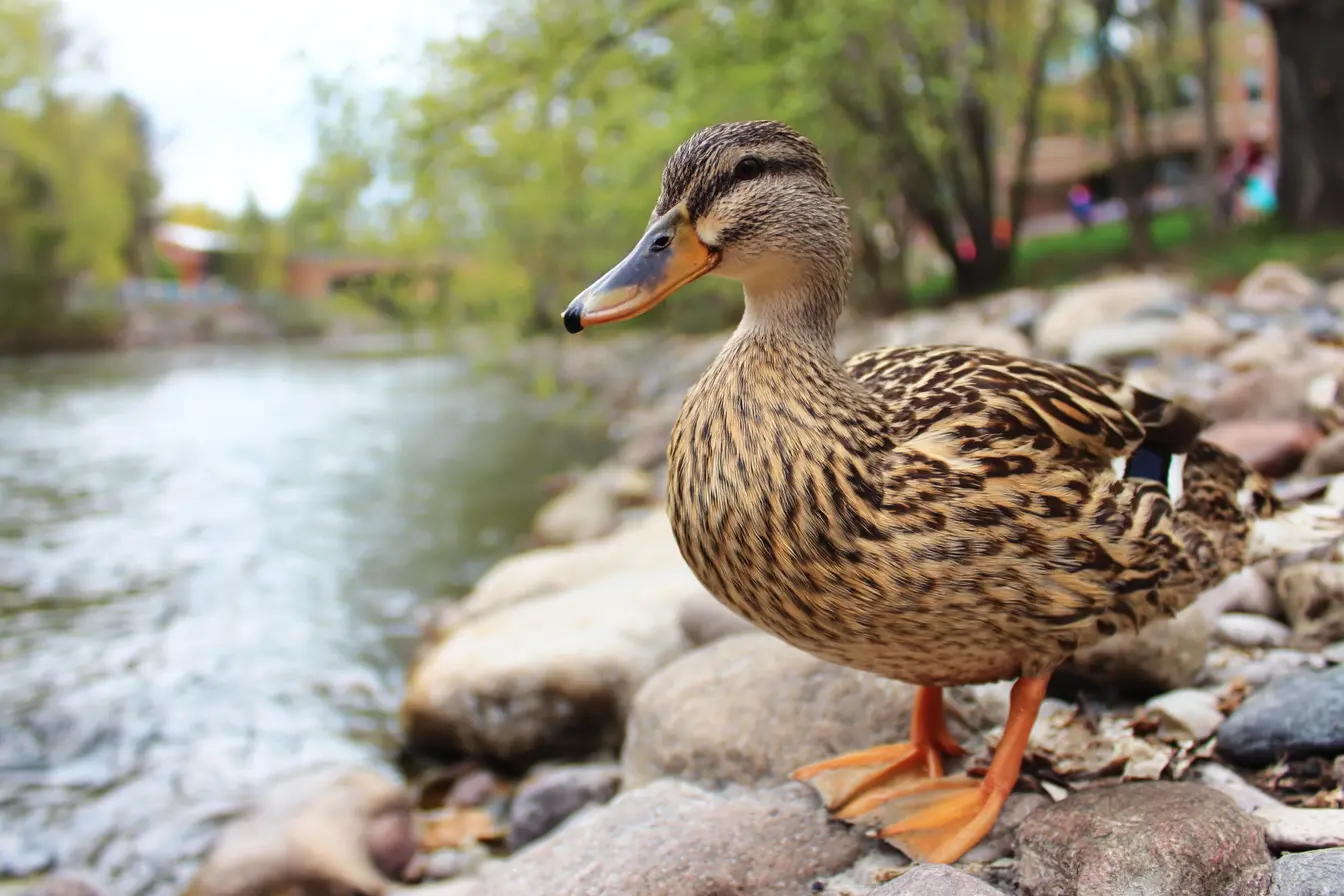 What Fruits Can Ducks Eat?