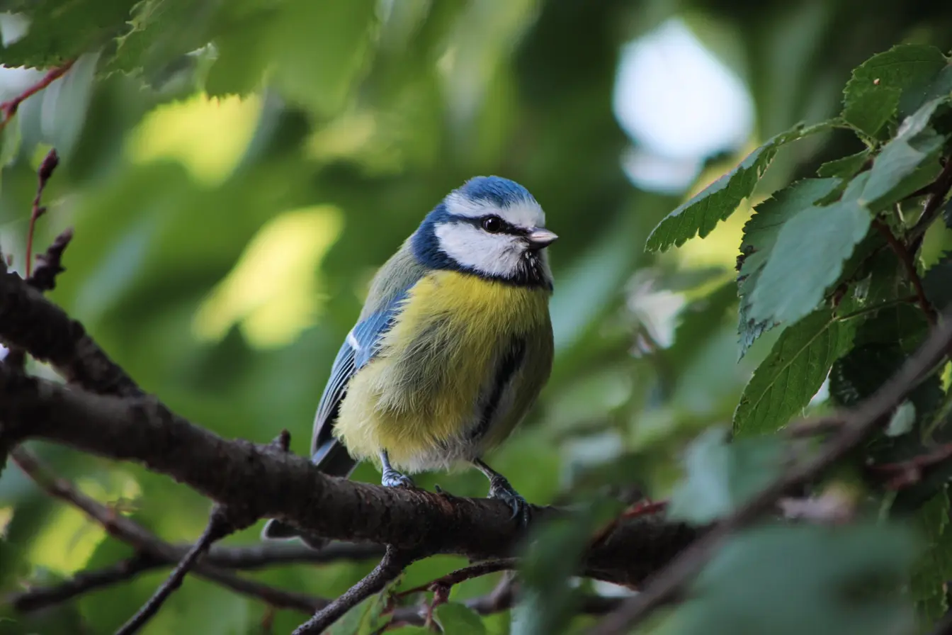 Understanding Bird Nesting Season in the UK and What it Means for Garden Maintenance