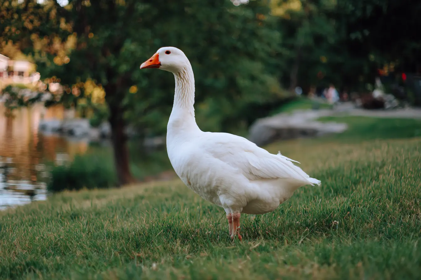 The Complete Guide to Deworming Geese