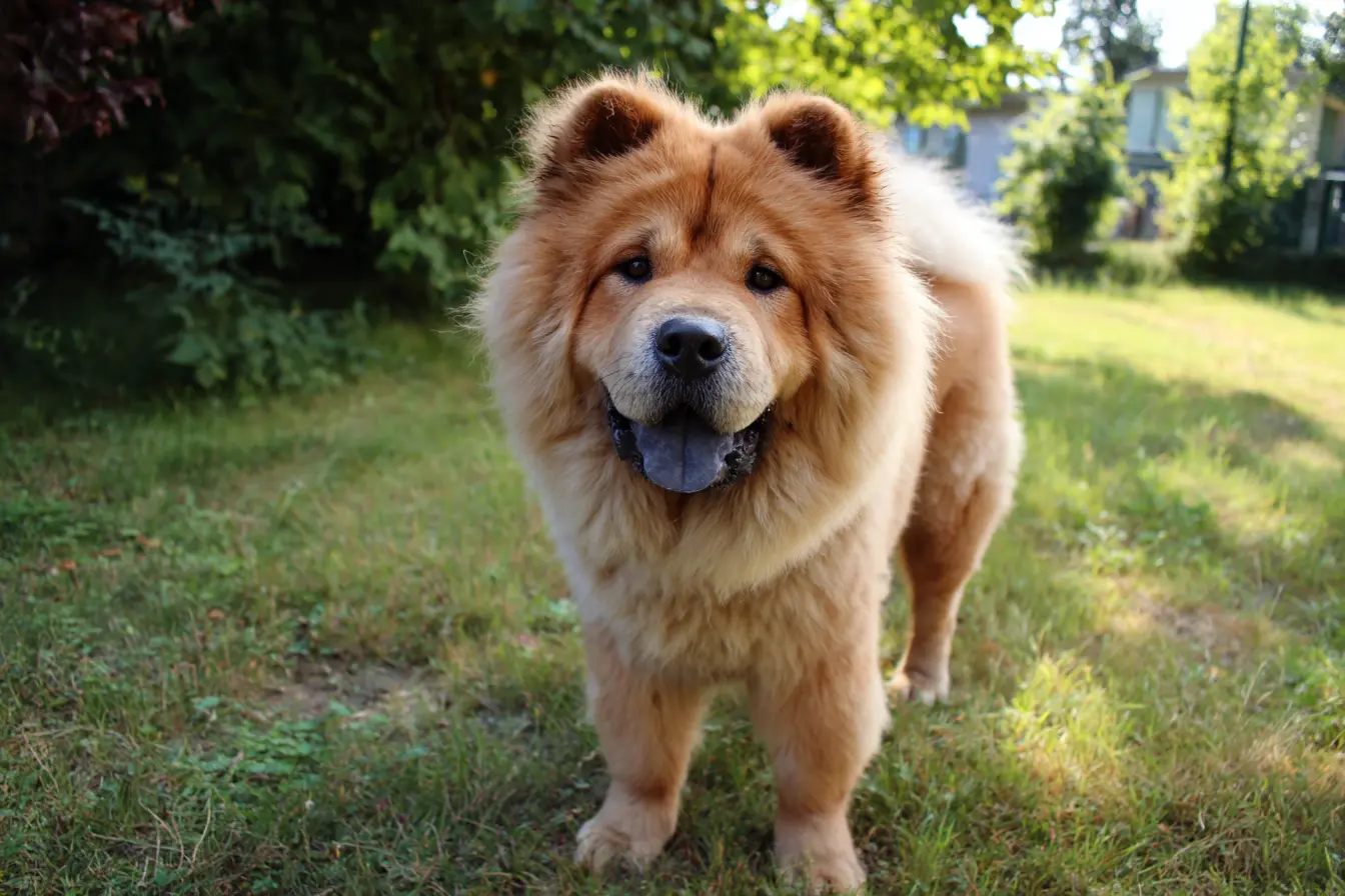 Entropion in Dogs: Understanding, Treating, and Preventing This Painful Eye Condition