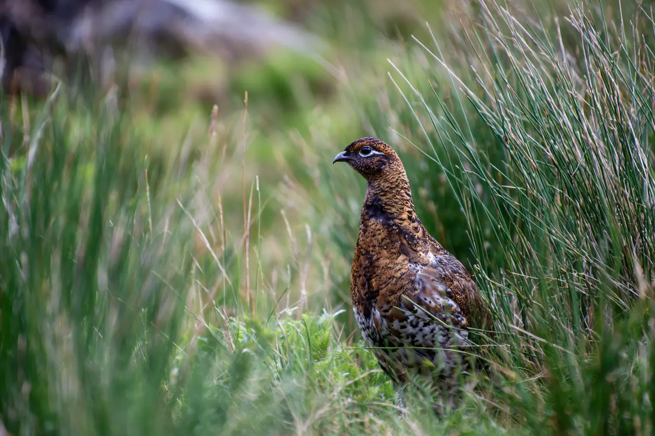A Complete Guide to Keeping Game Birds in the UK A Complete Guide to Keeping Game Birds in the UK