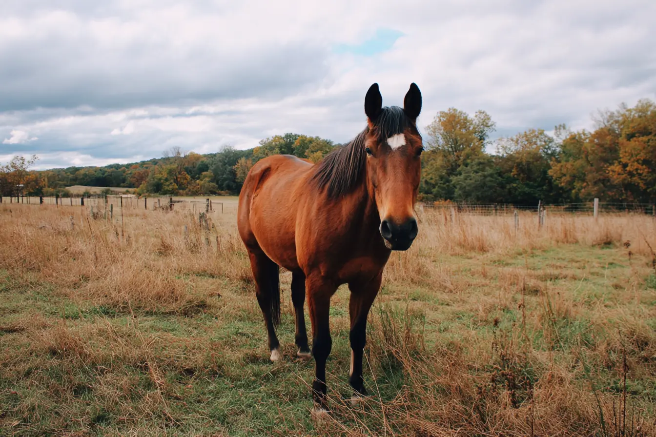 Edema in Horses: Causes, Symptoms, Diagnosis, Treatment, and Prevention