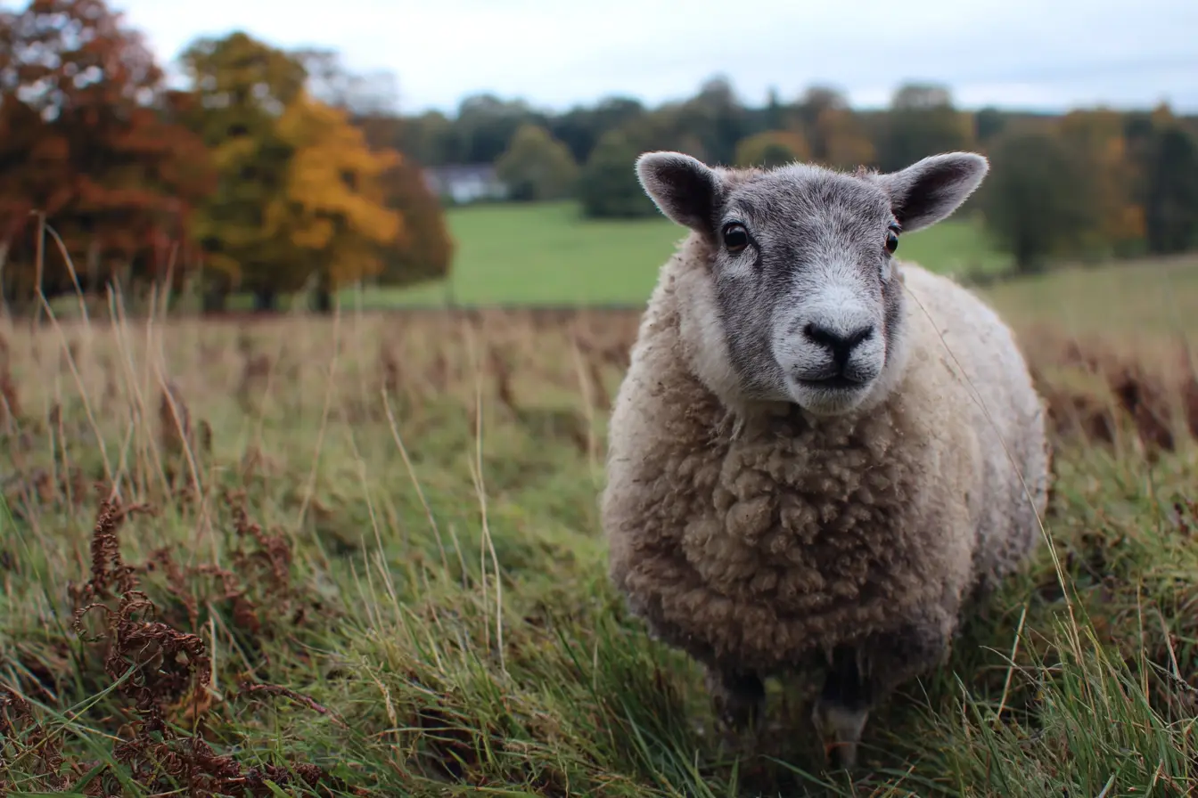 Bluetongue in Livestock in the UK (July 2025) Bluetongue in Livestock in the UK (July 2025)