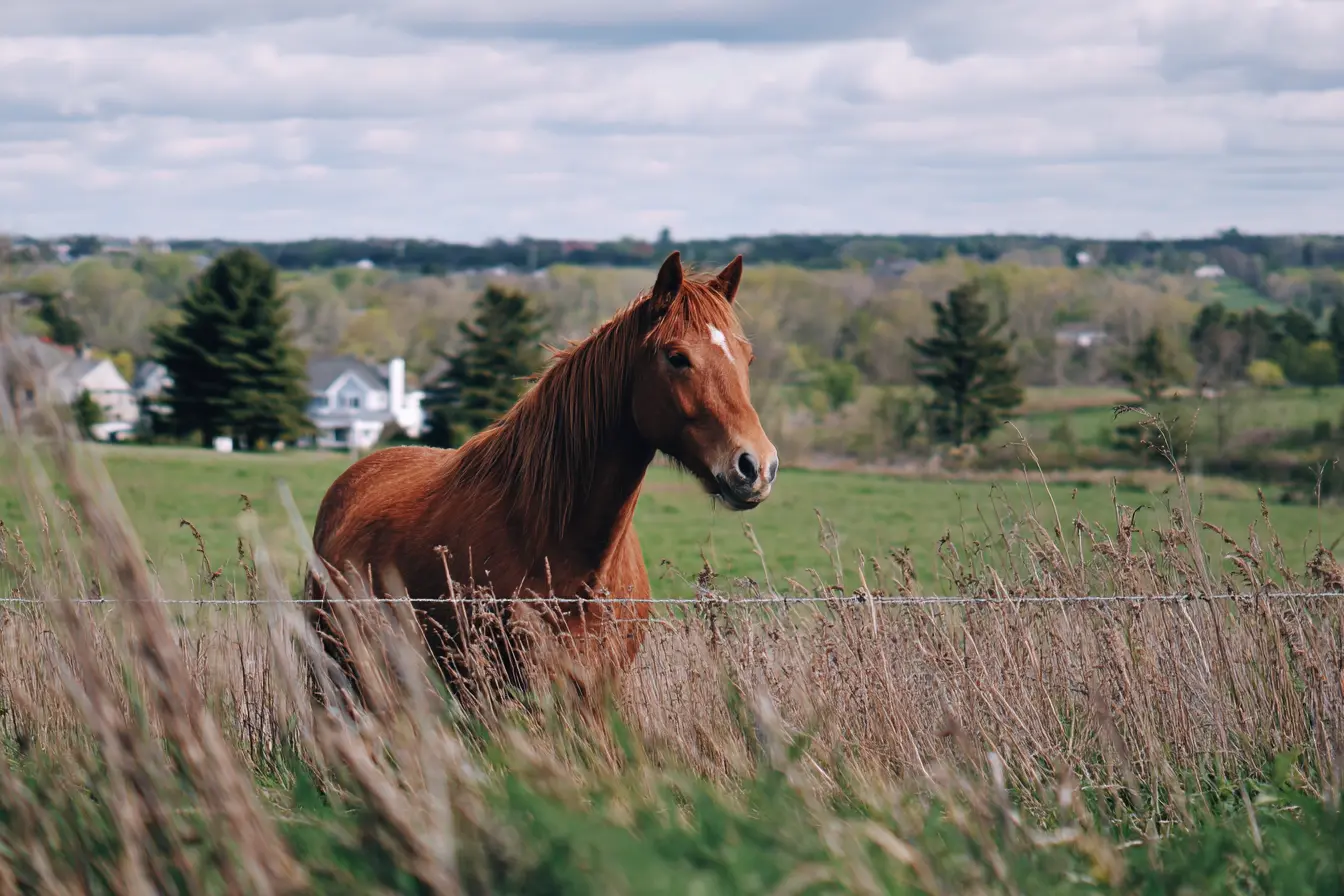 Understanding Cushing’s Disease in Horses