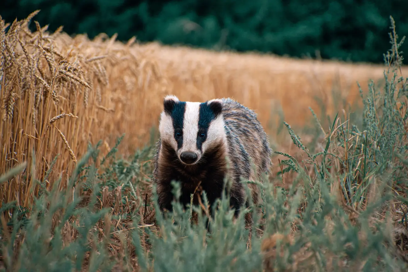 Badgers and Bovine Tuberculosis: Understanding the Link and Moving Towards Solutions Badgers and Bovine Tuberculosis: Understanding the Link and Moving Towards Solutions