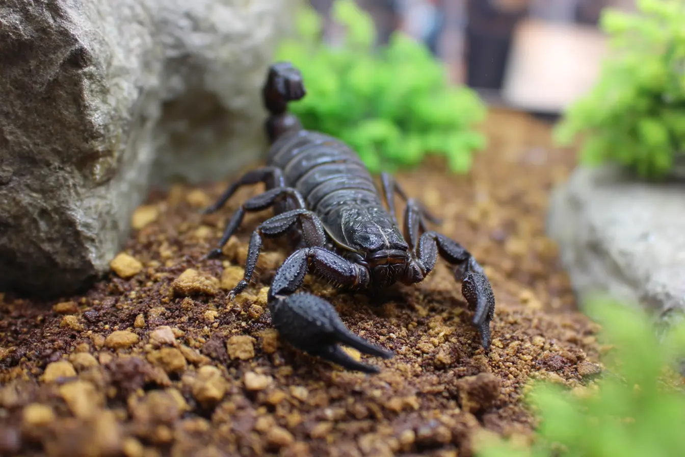 Thinking of Getting an Emperor Scorpion? Here’s Everything You Need to Know