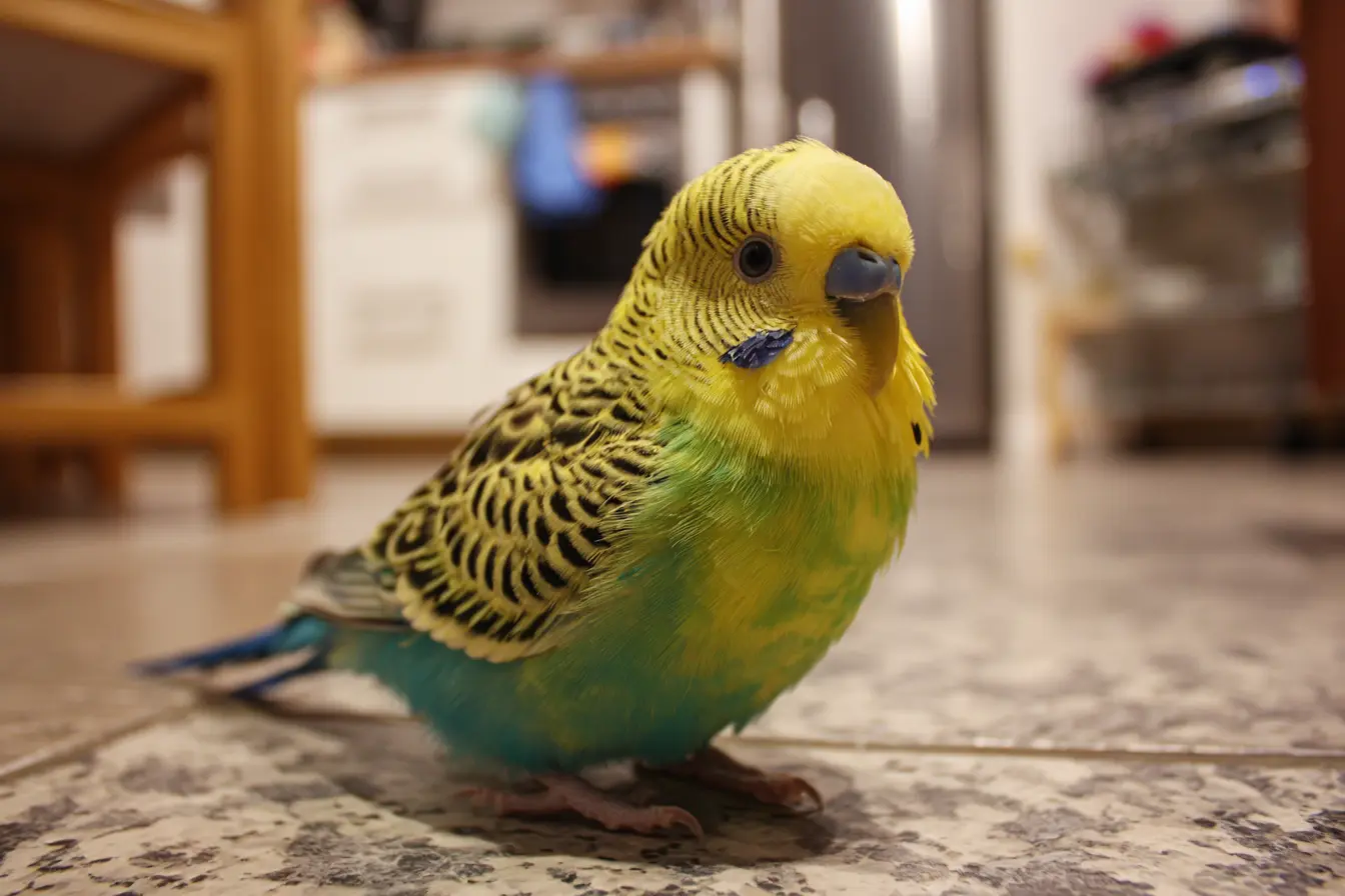 Aspergillosis in Pet Birds: Causes, Symptoms, and Treatment