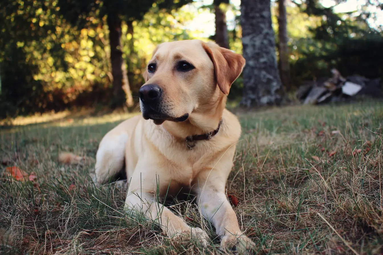 The Gundog Group: Skilled, Affectionate, and Versatile Companions