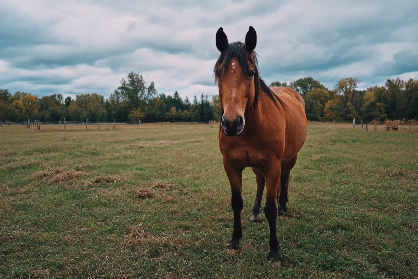 Understanding Laminitis in Horses
