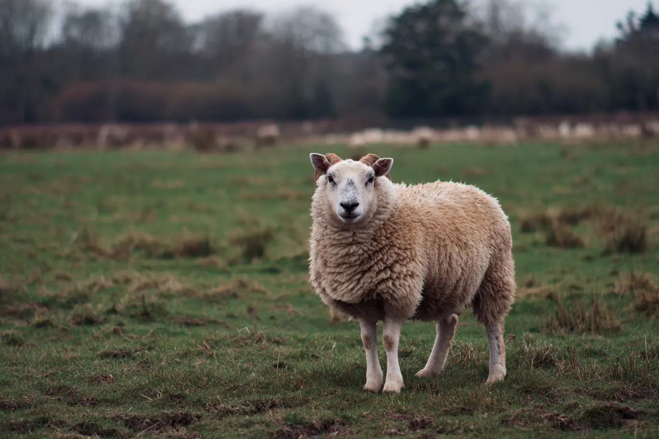 A Complete Guide to Horn Tipping in Sheep