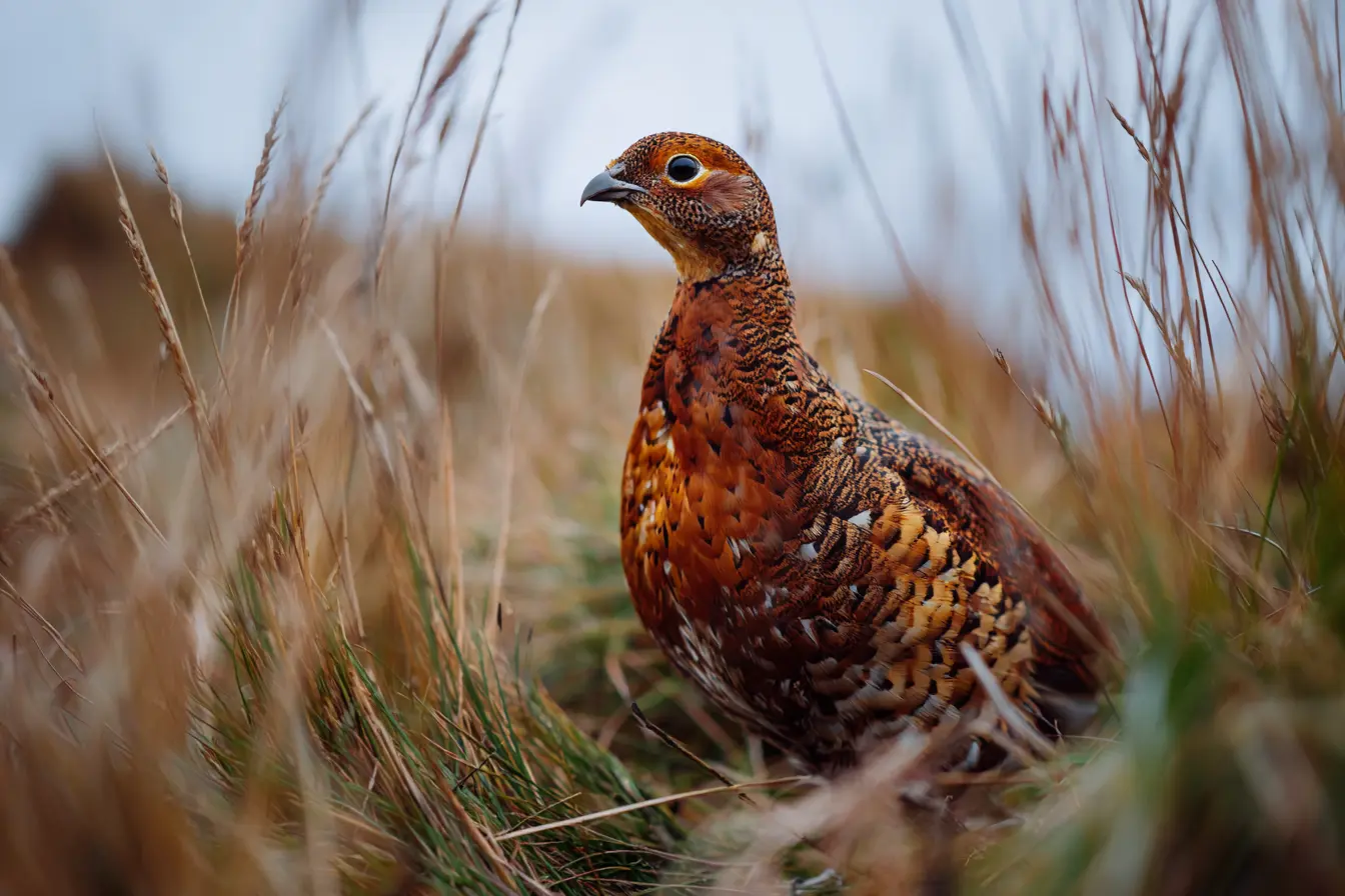 A Complete Guide to Red Grouse Management in the UK