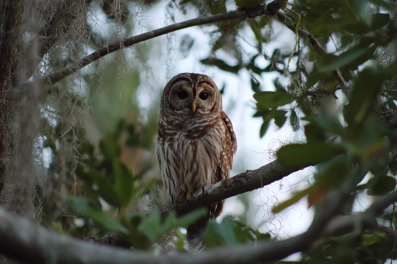 What to Do If You Find an Owl in Your Garden or on Your Land