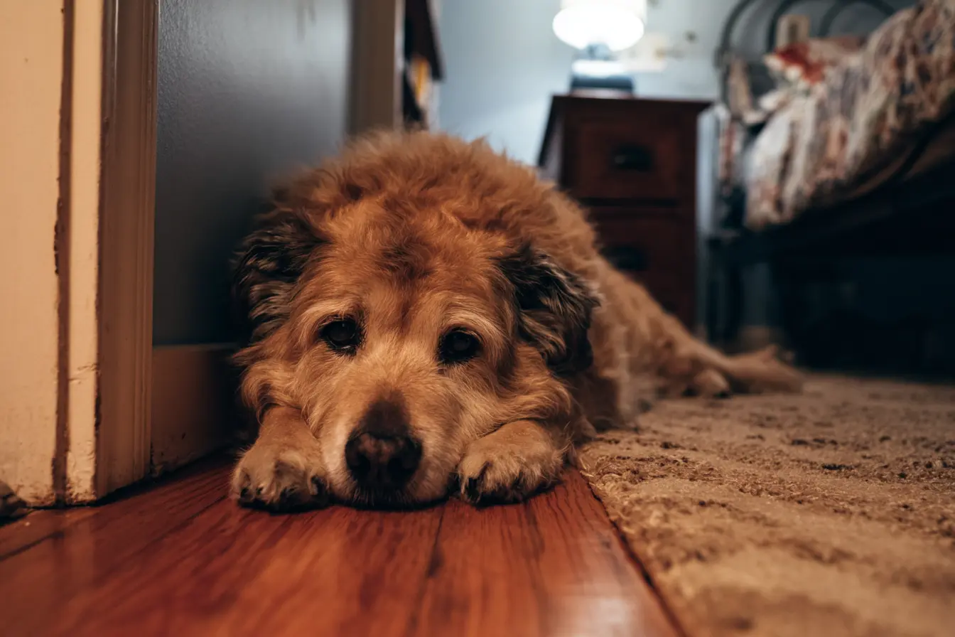 Ovarian Cysts in Dogs: A Subtle but Significant Reproductive Condition