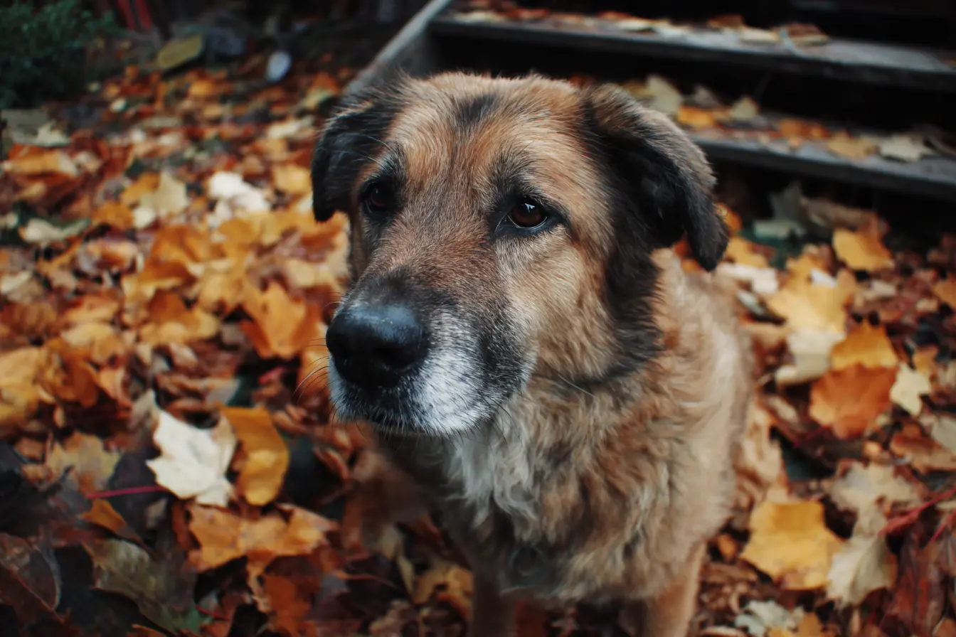 Are Conkers Poisonous to Dogs? Conkers, Acorns and Autumn Fungi