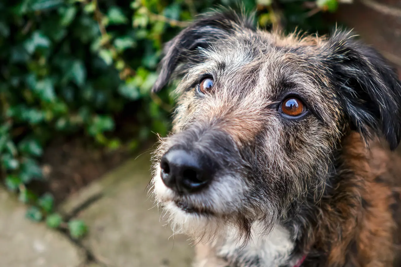 The Lurcher: A Guide to Owning a Sighthound Cross in the UK