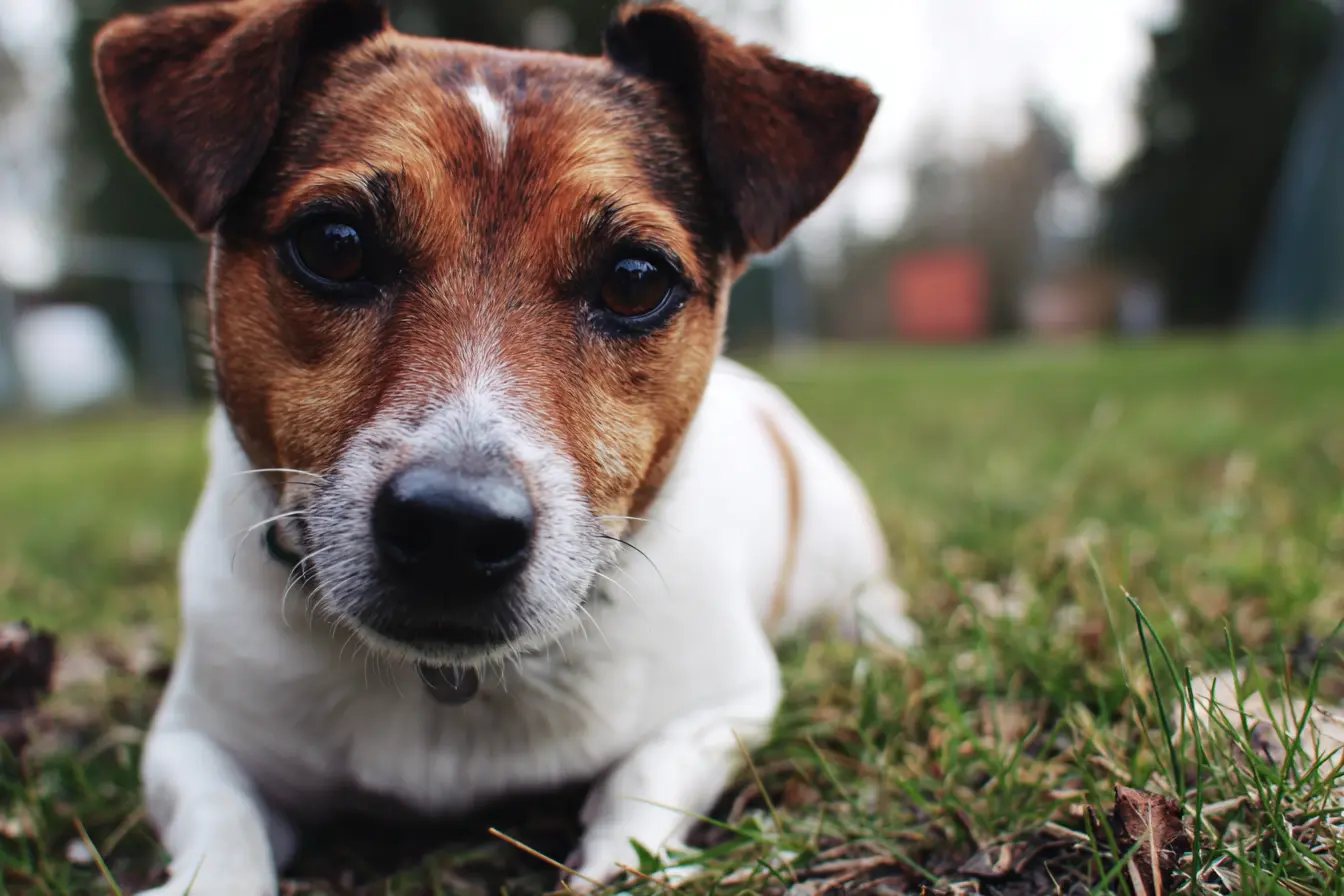 The Jack Russell Terrier: A Big Personality in a Small Package