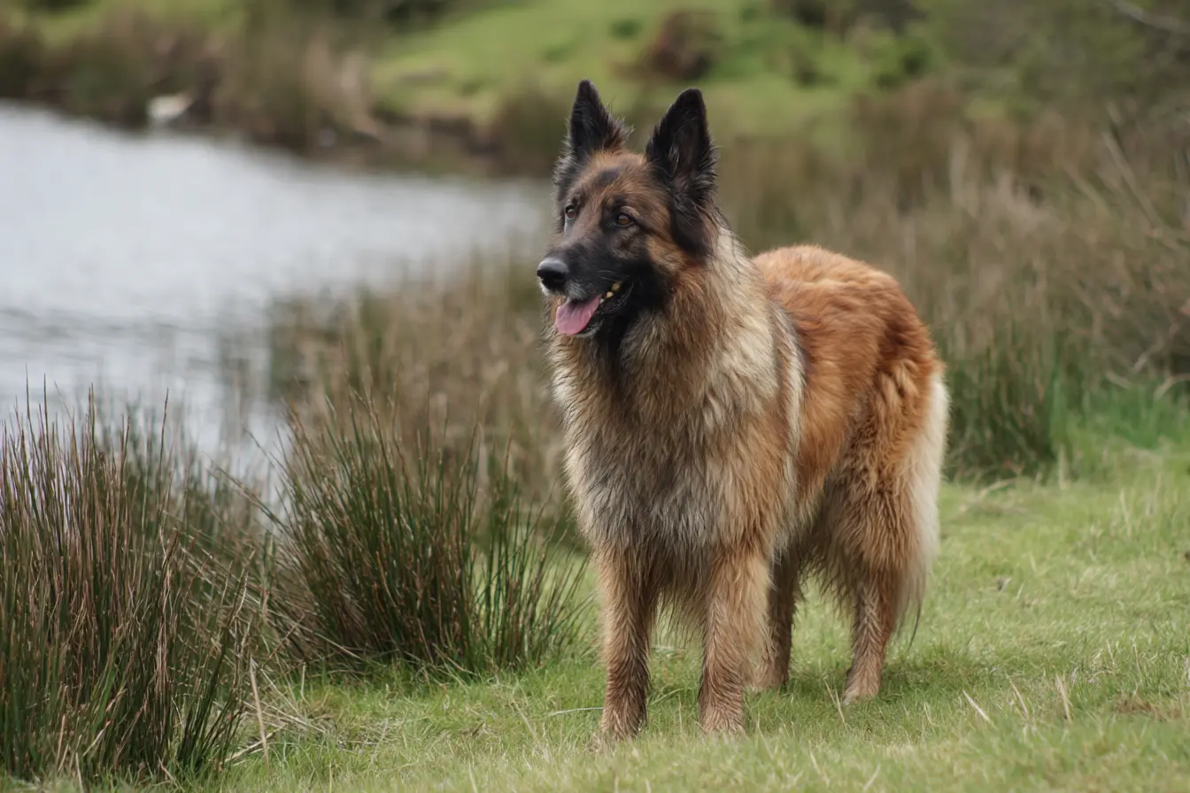 The Belgian Shepherd: A Multifaceted and Remarkable Working Breed