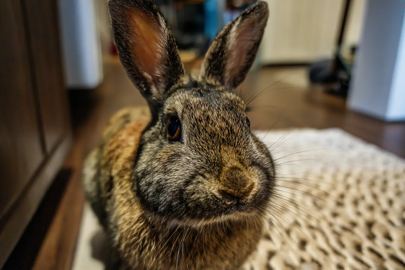 Why Sawdust or Wood Shavings Are Not Recommended for Rabbits