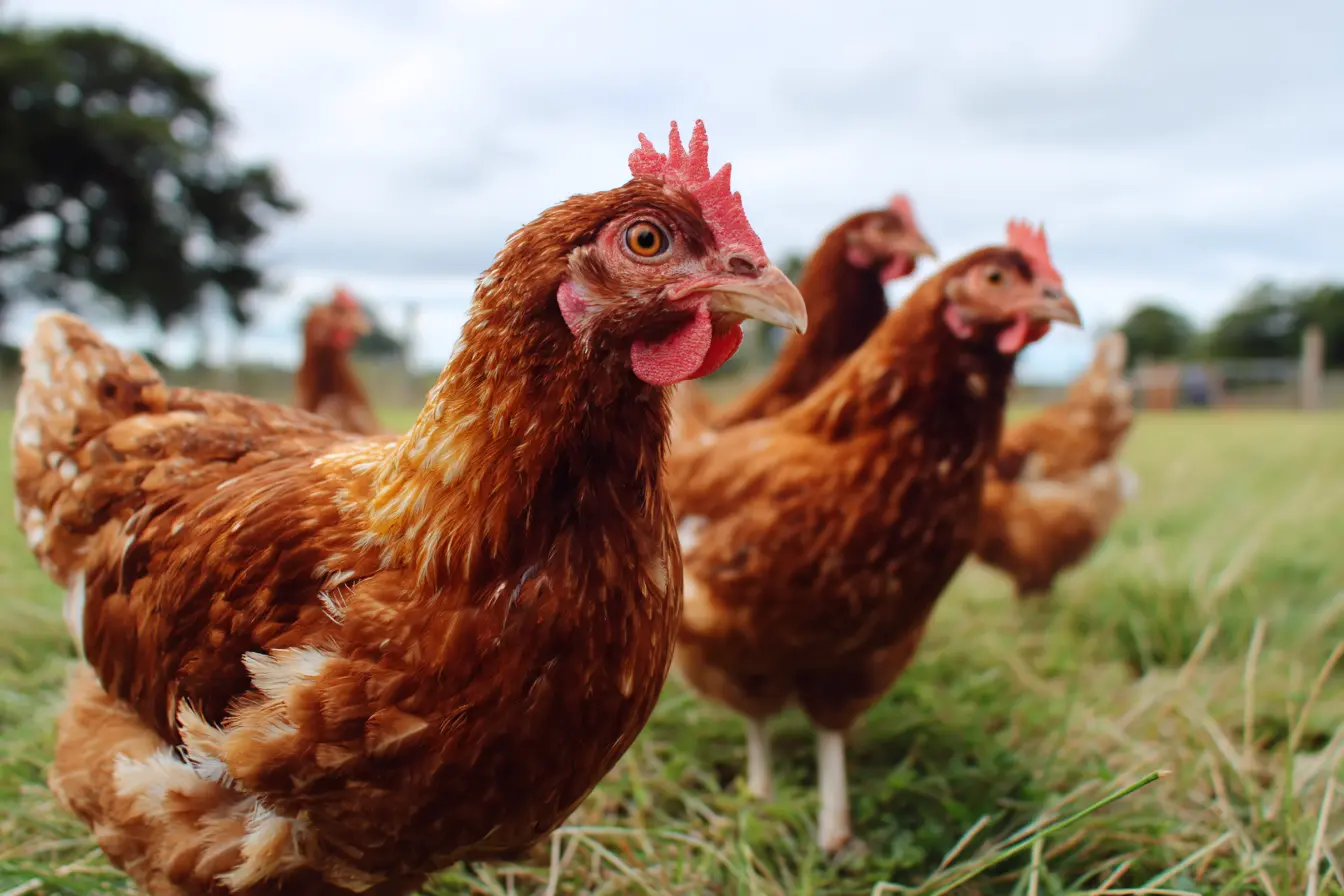 A Complete Guide to Keeping Bovans Brown Chickens