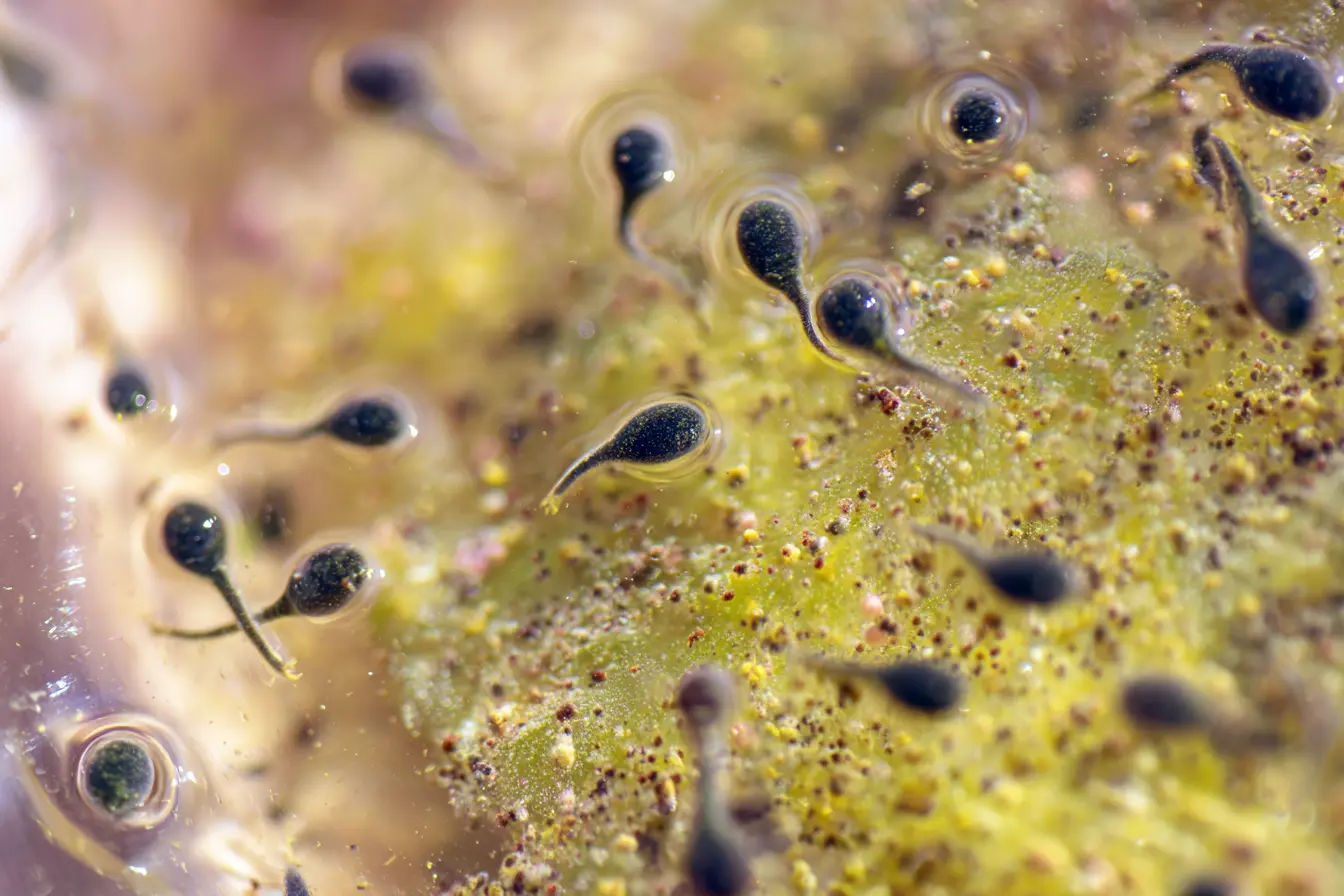 Setting Up an Environment for Tadpoles: A Practical Guide