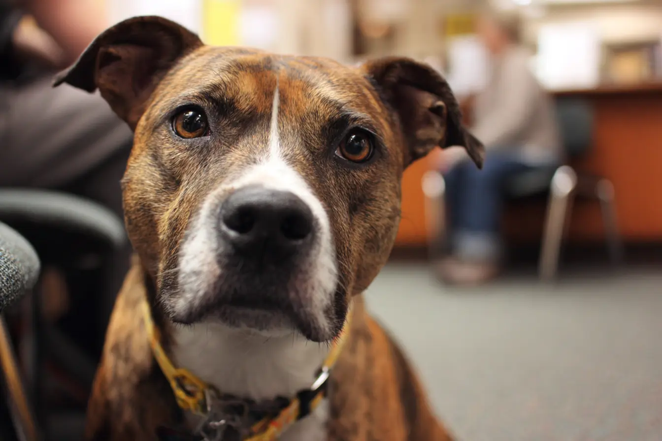 How to Get a Second Opinion or Specialist Referral for Your Pet