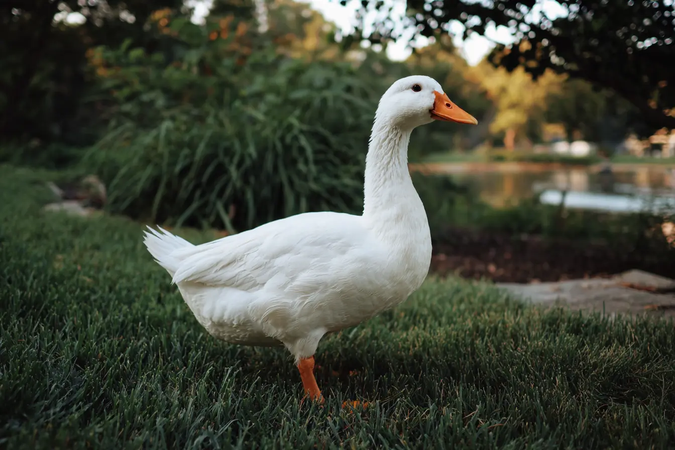 How Long Do Geese Live?