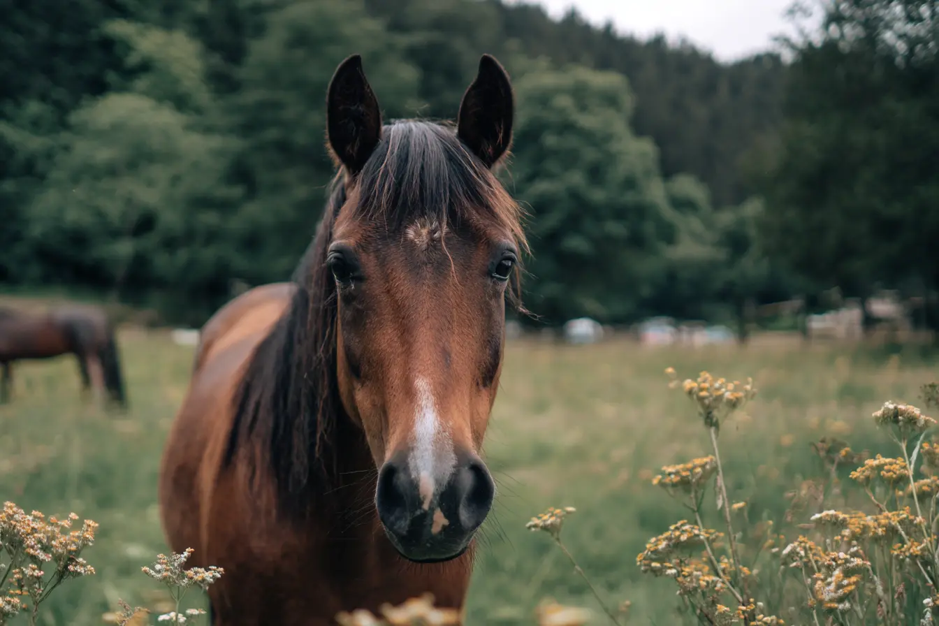 Bot Fly in Horses