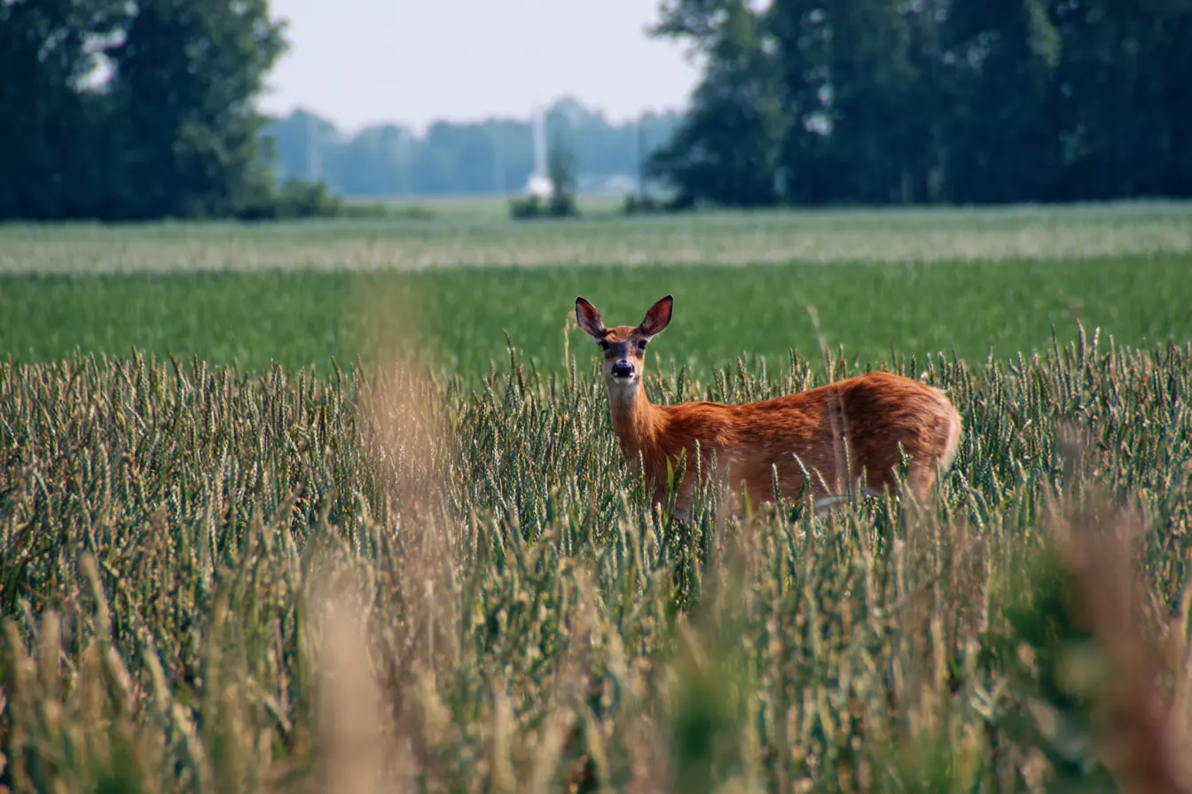 Managing Deer in the UK: Challenges and Opportunities for Farmers Managing Deer in the UK: Challenges and Opportunities for Farmers