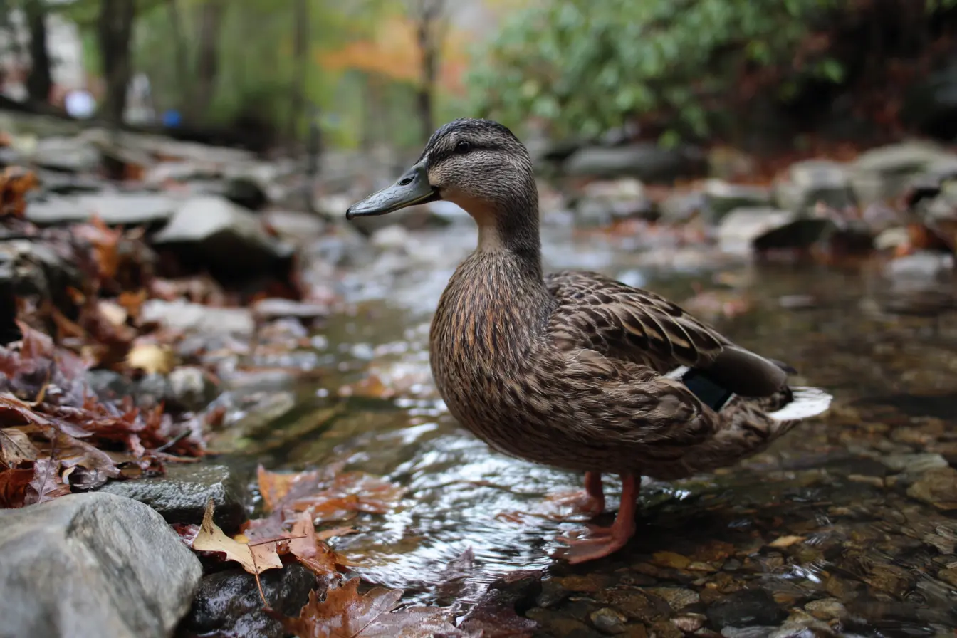 Wild Ducks You’ll Find in the UK