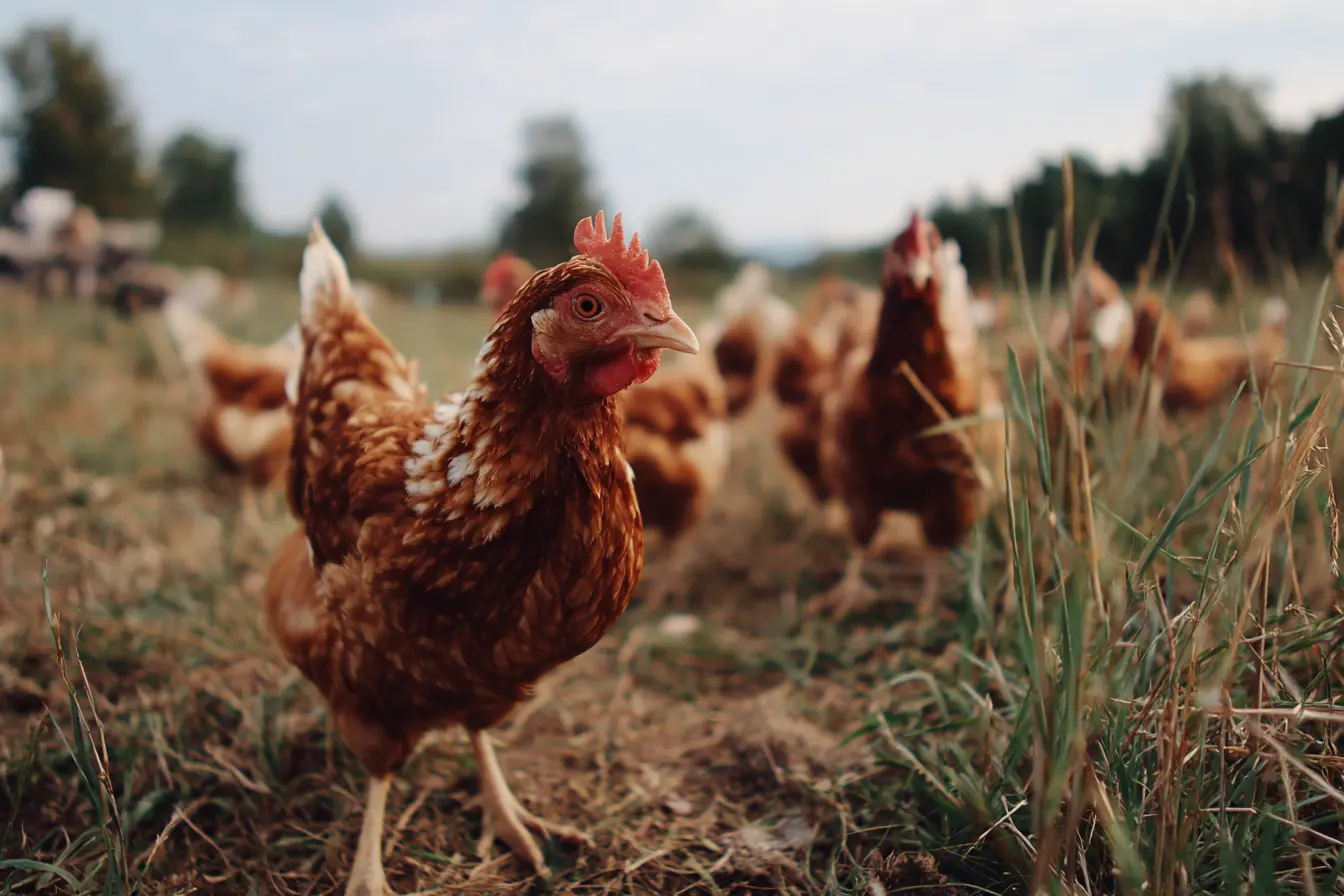 Toxic Plants to Chickens: What Owners Need to Know