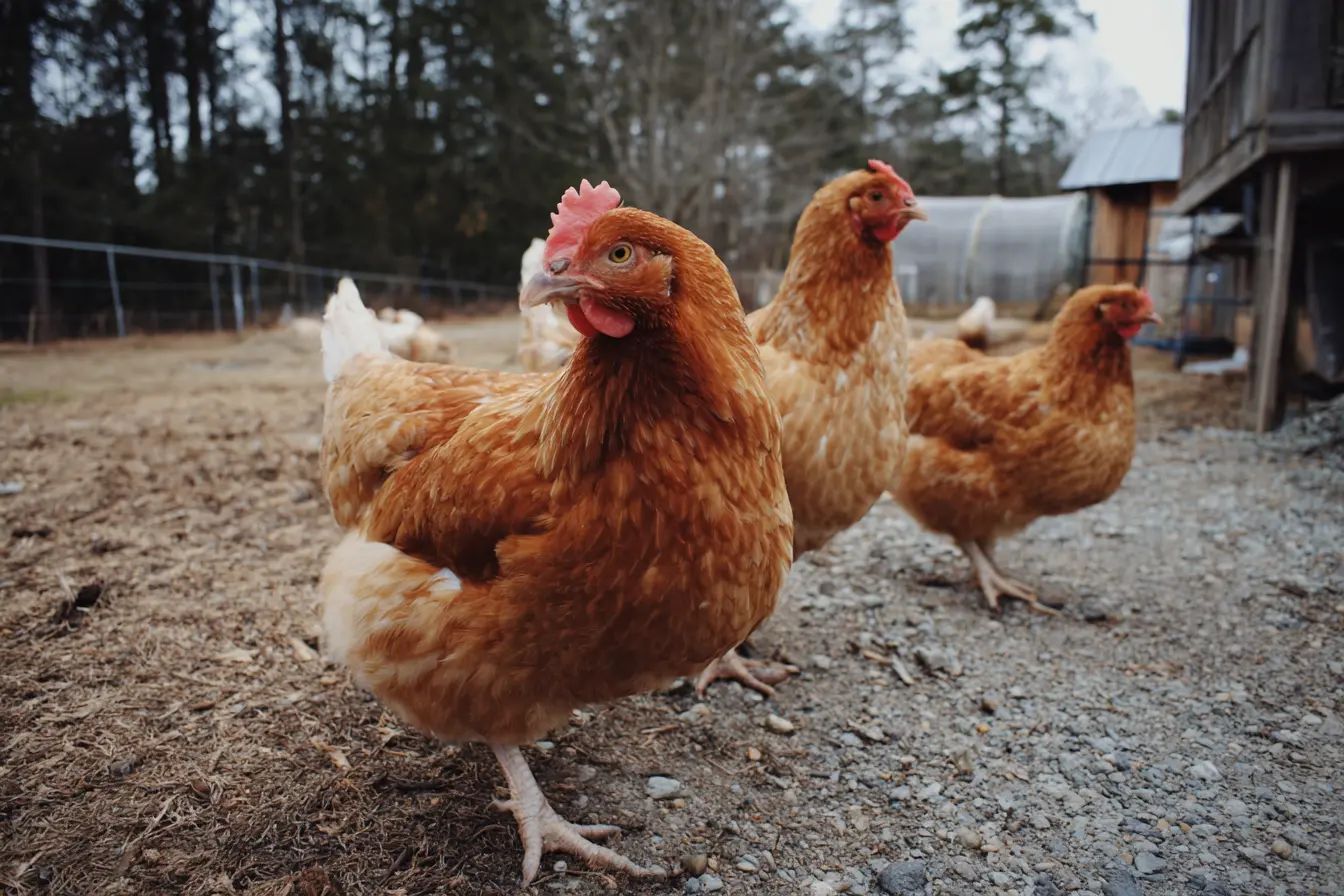 How to Register Your Poultry: A Guide for Flock Owners How to Register Your Poultry: A Guide for Flock Owners