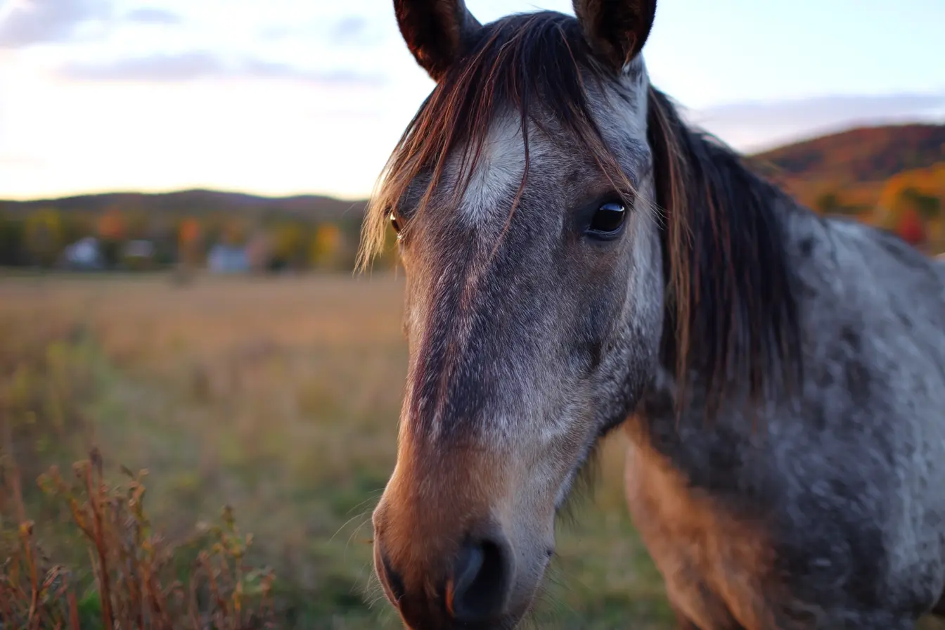 How to Protect Your Horse from Flies