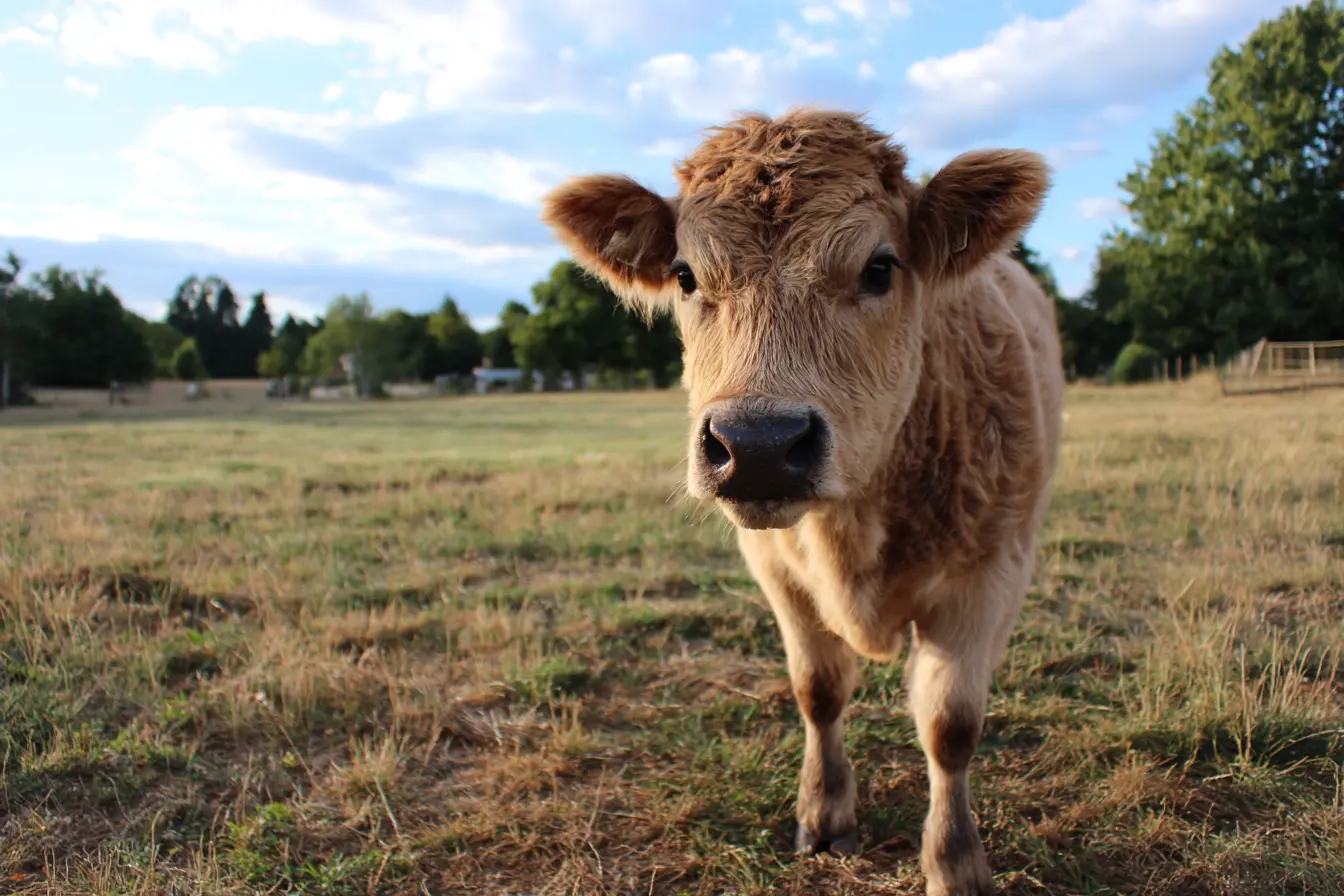 A Complete Guide to Breeding Polled Cattle