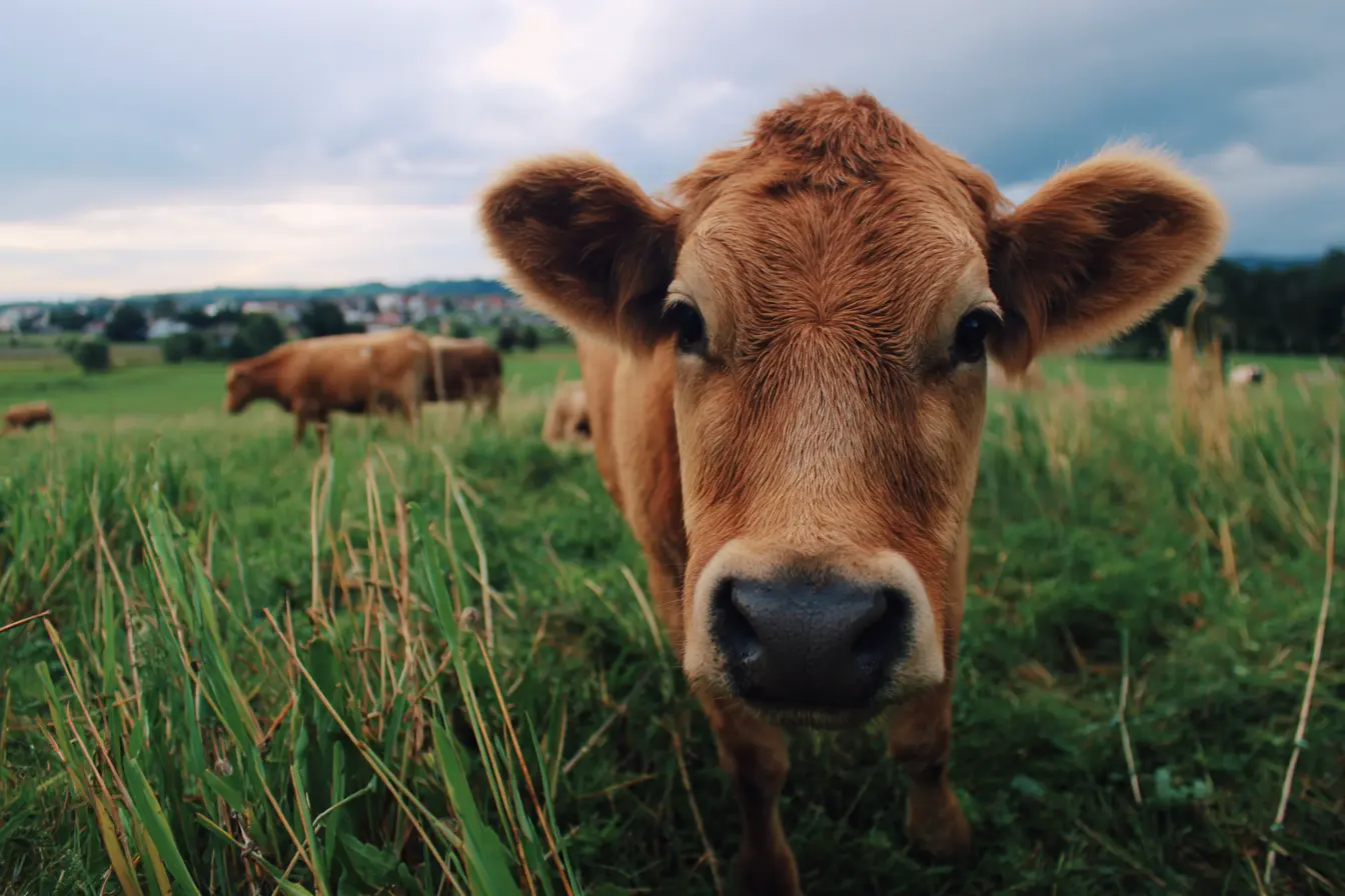 Lumpy Skin Disease in Livestock: UK Status Update (July 2025) Lumpy Skin Disease in Livestock: UK Status Update (July 2025)